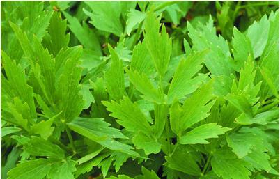 PLANTA-MINUNE. Are o forţă vindecătoare de excepţie şi poate fi zărită în aproape orice grădină