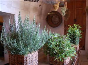 Plante medicinale care pot fi cultivate în balcon