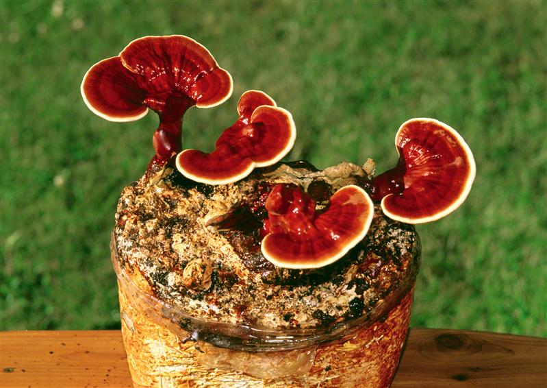 Planta NEMURIRII. Tratează cancerul, întăreşte sistemul imunitar şi are beneficii anti-îmbătrânire