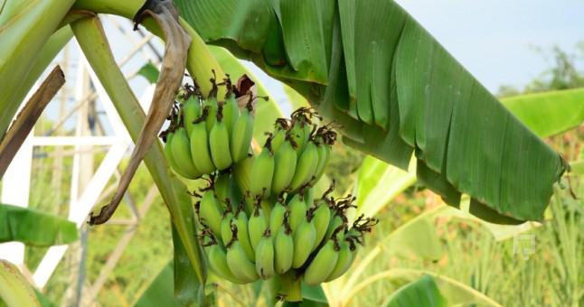 Bananele, pe cale de dispariţie