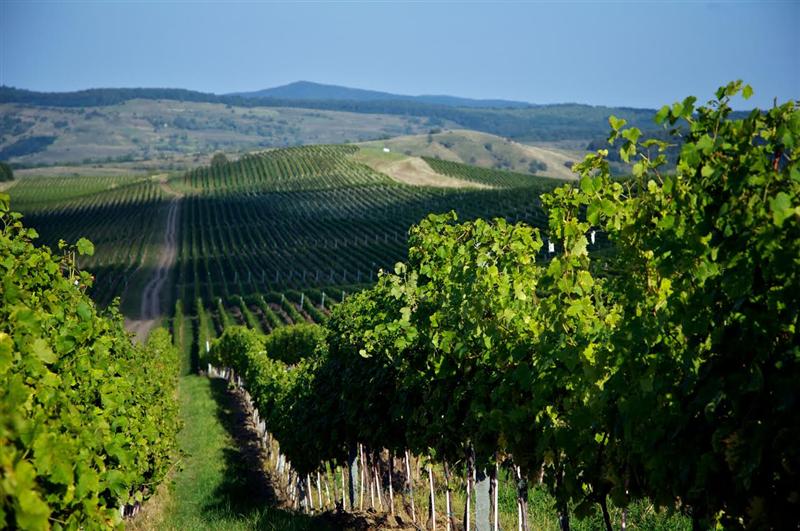 10 motive pentru a face vin de casă cu must de la Jidvei (P)