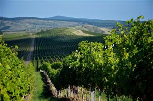 10 motive pentru a face vin de casă cu must de la Jidvei (P)