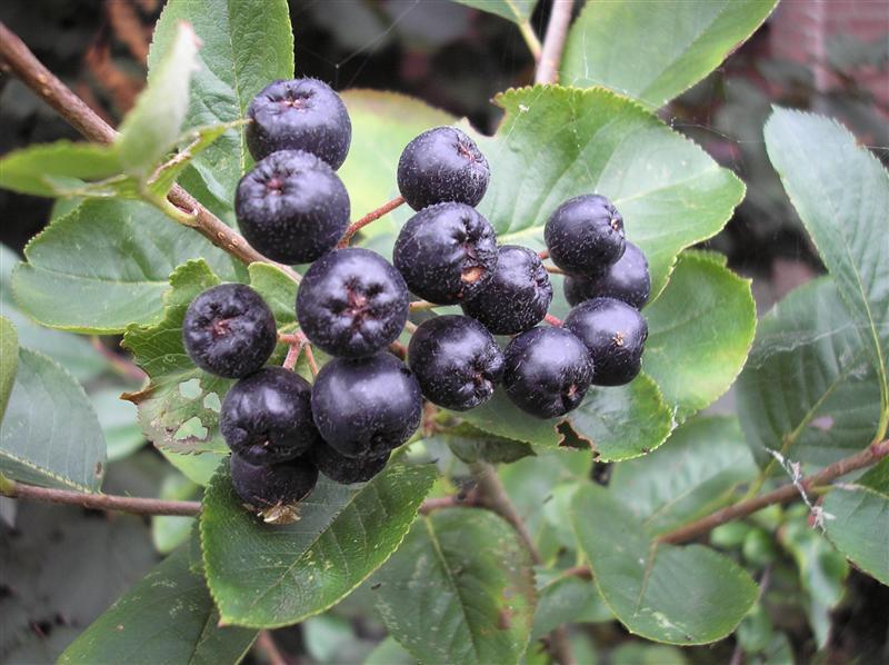 FRUCTUL care musteşte de VITAMINE. Tratează bolile de ficat şi bolile copilăriei