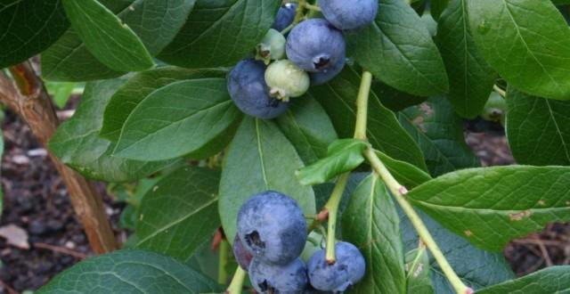Au un gust acid şi uşor amar, dar au cea mai mare capacitate antioxidanta dintre toate fructele