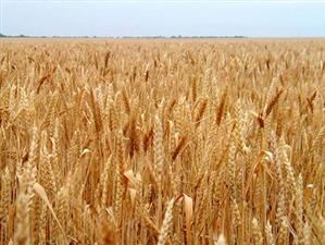 Fondurile UE alocate pentru dezvoltare rurală, dar neutilizate în acest an, pot fi cheltuite în anii următori
