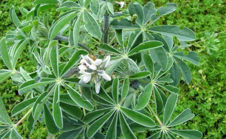 Plantă cu o serie de beneficii, consumată de cel puţin 3.000 de ani în Europa, apoi uitată