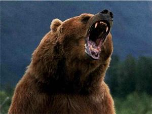 Autorităţile din Cluj solicită împuşcarea unui urs agresiv care a atacat mai multe gospodării. Specialiştii nu reuşesc să-l ducă în Parcul Naţional Apuseni