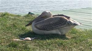 Un PELICAN a apărut pe un lac din apropierea Clujului FOTO/VIDEO