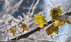 Alerta meteo de ploi şi ninsori la munte, prelungită până sâmbătă
