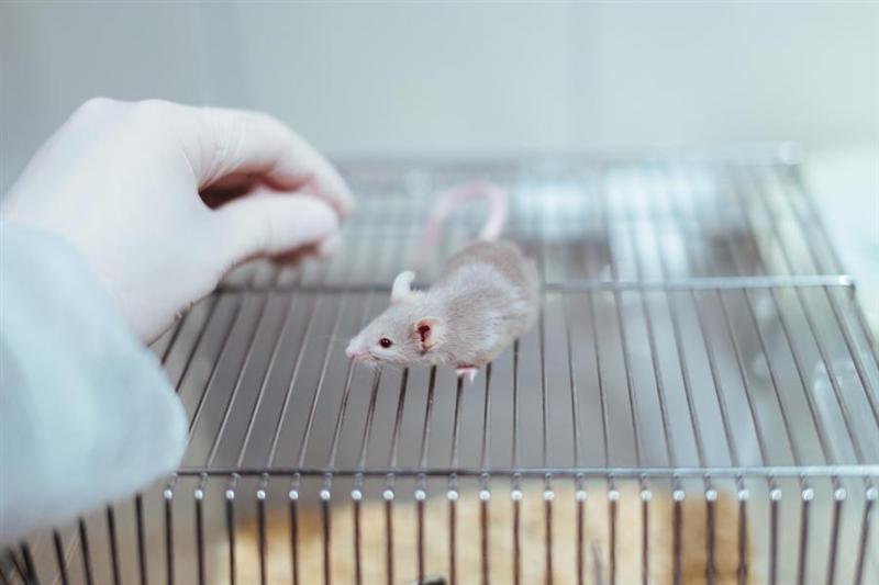 Plămâni obţinuţi în laborator, transplantaţi cu succes la şoareci