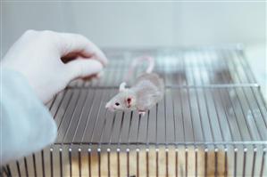 Plămâni obţinuţi în laborator, transplantaţi cu succes la şoareci