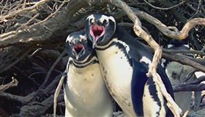 VIDEO VIRAL. Cum a reacţionat un pinguin când şi-a prins partenera cu un „amant”