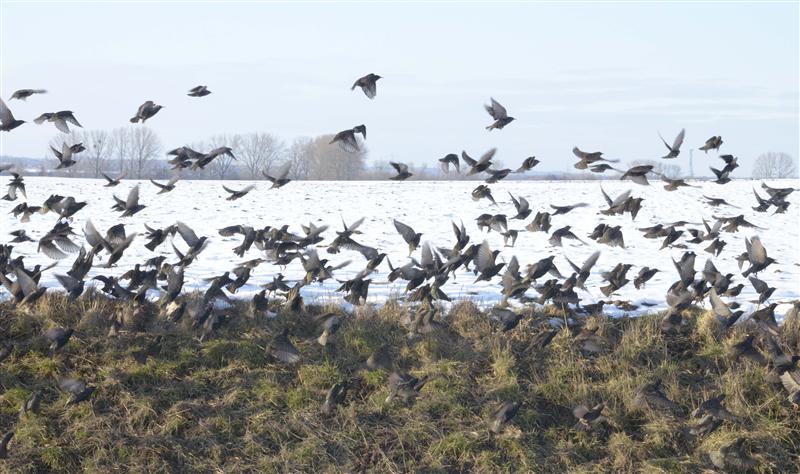 7 ţări europene au confirmat cazuri de gripă aviară