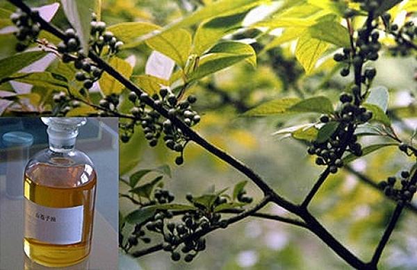 Top 3 plante care uşurează respiraţia