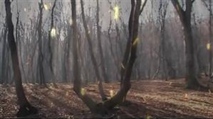 Spectaculos! Planuri terestre şi extraterestre în Pădurea Hoia