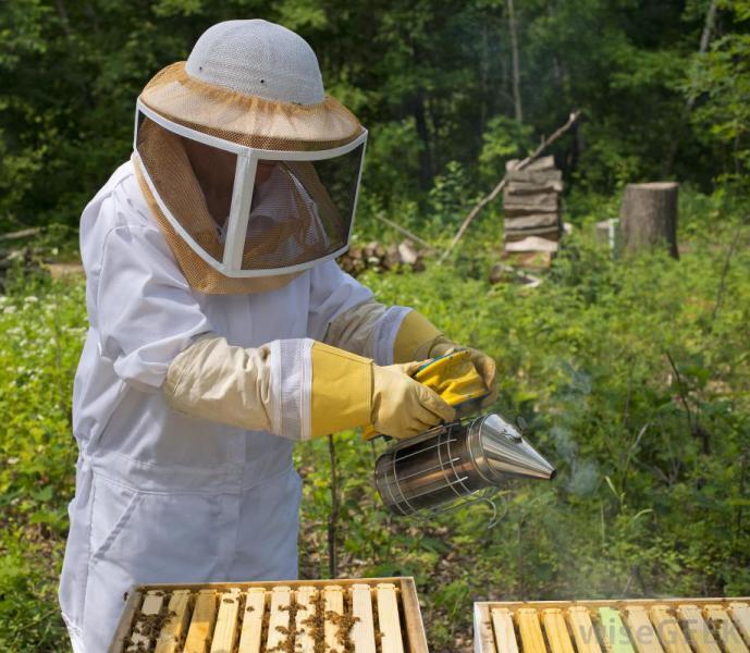 Apicultorii clujeni cer reglementări clare de aplicare a pesticidelor