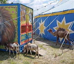 Protest împotriva circului cu animale la Cluj