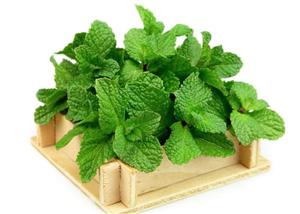 Planta extrem de utilă în indigestii, detoxifiere și depresi