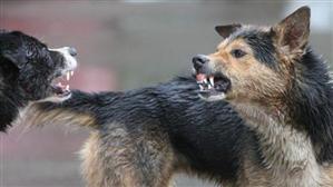 Pronostic rezervat în cazul băieţelului din Cluj muşcat de câini