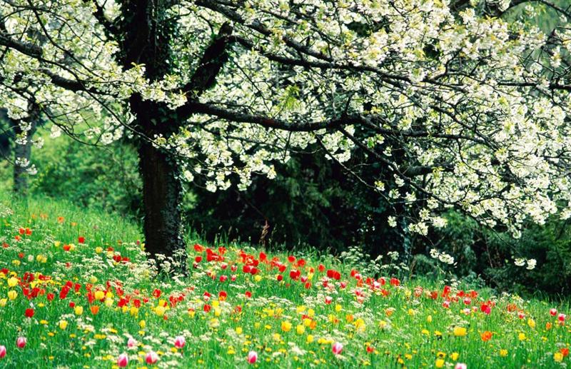 Prognoza meteo. Cum va fi vremea de Florii şi de Paşti