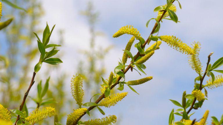 Duminica Floriilor, vestitoarea Paştelui – semnificaţie, tradiţii şi obiceiuri