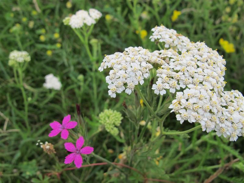Regina plantelor medicinale. Face minuni încă din antichitate. Recomandări