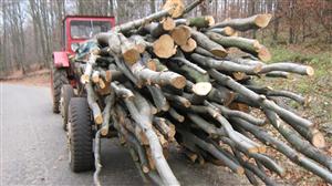 Ecologiştii vor restricţii în păduri. Clujul, în topul furtului de lemn 