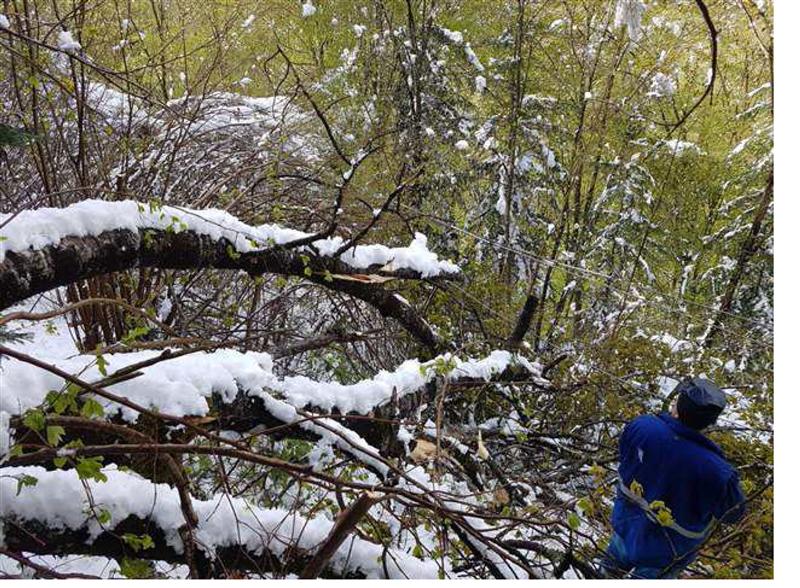 Vântul și ninsoarea au făcut ravagii în zona montană a Clujului