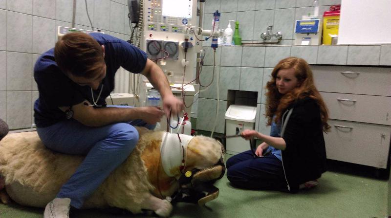 Dializă pentru animale, în premieră la Cluj. Primul beneficiar: Mircea, un berbec de 120 de kilograme