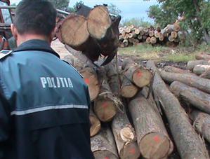 Lemn deținut ilegal, confiscat de Poliție