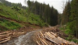 Raport Greenpeace: Cluj, între judeţele fruntaşe la defrişări ilegale