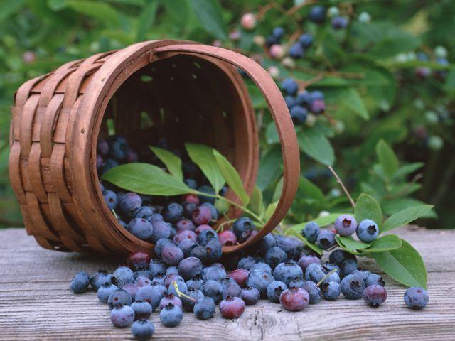 Coacăze - 5 beneficii pentru sănătate