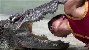 VIDEO VIRAL | Un crocodil mușcă de cap un îngrijitor la grădina zoologică
