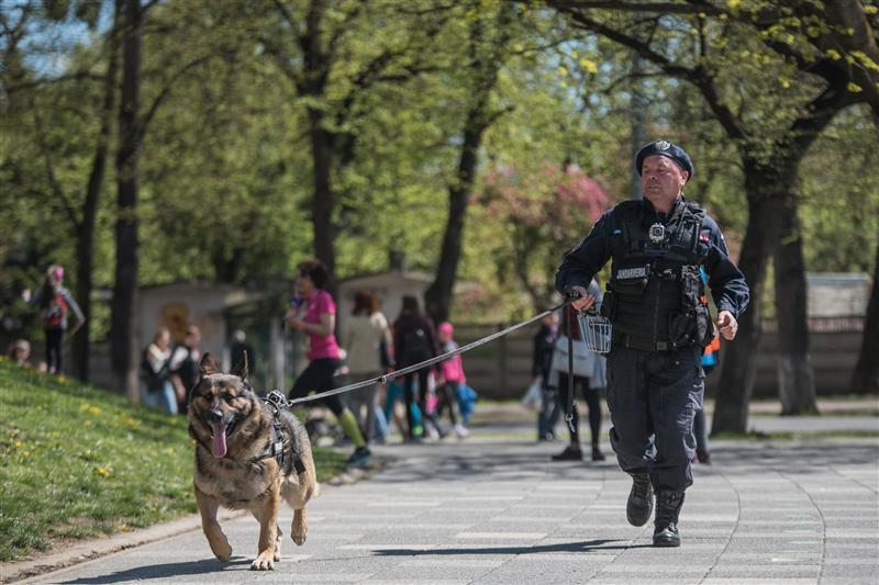 Jandarmii vor folosi la festivalurile din Cluj câini antrenați pentru depistarea drogurilor și a explozibililor