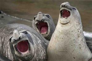 Cele mai amuzante imagini cu animale