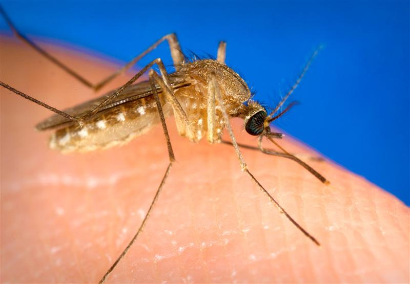 Cercetători brazilieni: Ţânţarul comun Culex poate transmite virusul Zika
