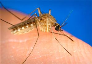 Cercetători brazilieni: Ţânţarul comun Culex poate transmite virusul Zika
