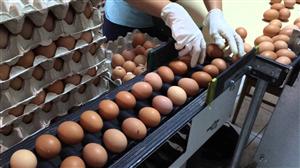 Scandalul ouălor contaminate ar putea încuraja ţările să crească producţia internă
