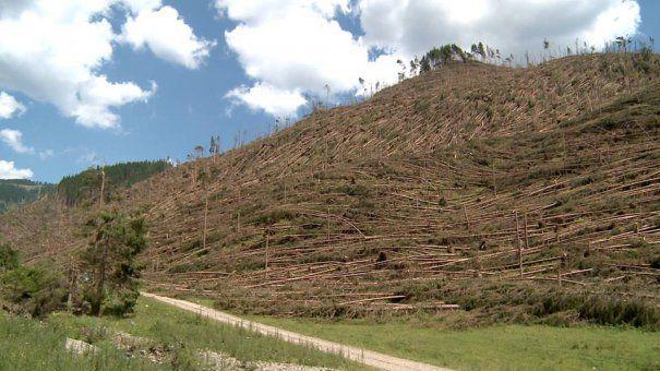 Mii de hectare de pădure, afectate de furtunile din ultima perioadă