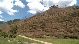Mii de hectare de pădure, afectate de furtunile din ultima perioadă