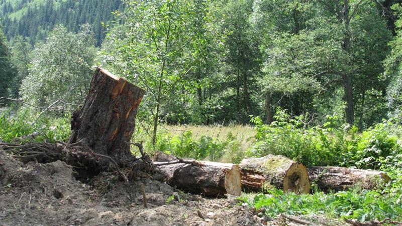 Şase tineri au defrişat timp de un an şi jumătate pădurile din Băişoara