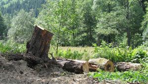 Şase tineri au defrişat timp de un an şi jumătate pădurile din Băişoara