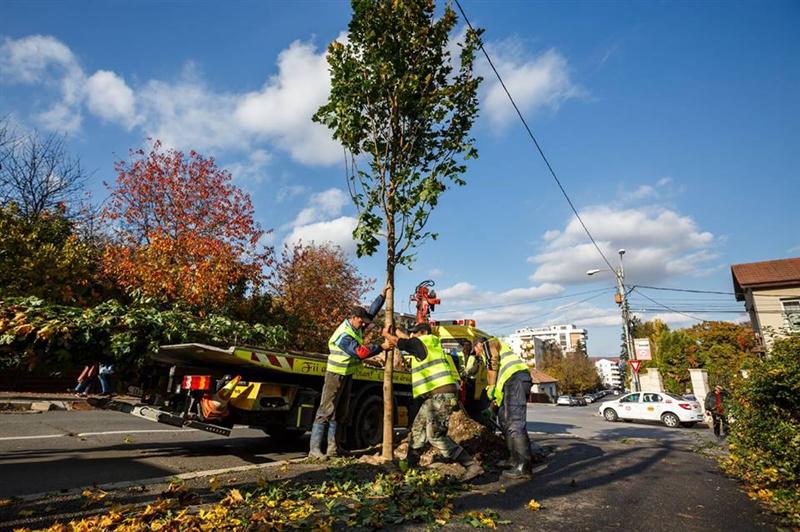 Înverzeşte Clujul. 70 de arbori plantaţi în curțile școlilor și pe străzile din oraş FOTO