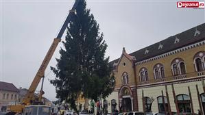 Bradul de Crăciun din Dej are 25 de metri