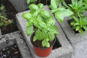 Busuiocul: planta aromatică cu puternice beneficii pentru sănătate 