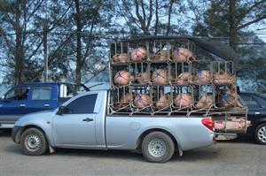 Porcii românești, blocați în Republica Moldova