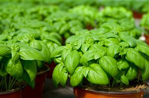 Busuiocul, planta aromatică ce tratează peste 40 de afecţiuni. VEZI cele mai importante beneficii
