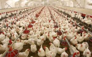 O firmă din Cluj, în topul național al subvențiilor încasate în agricultură