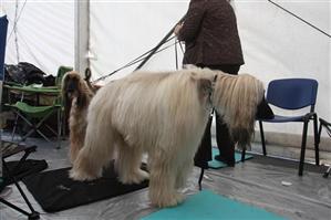 Dog Show la Cluj, în weekend