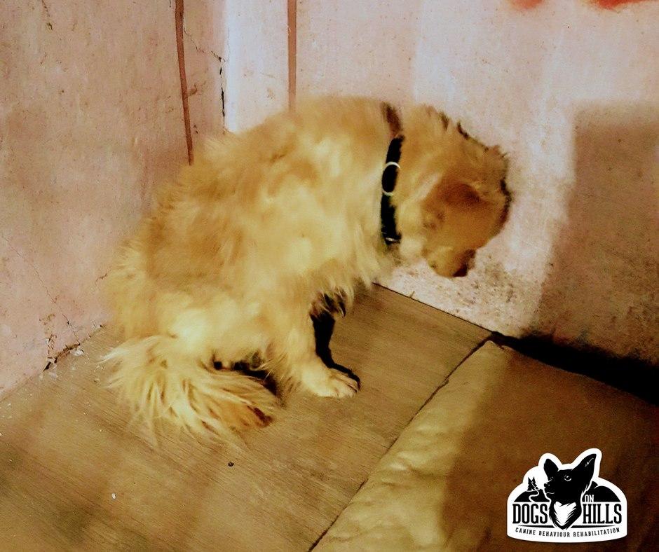 Şi-au dedicat viaţa câinilor traumatizaţi
